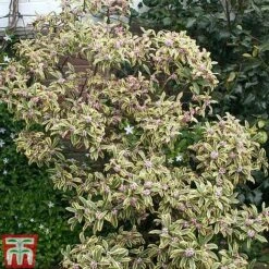 Daphne Odora 'Rebecca' -Garden Glory Sales daphne rebecca 2