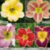 Hemerocallis Light Collection 1 Hemerocallis Light Collection -Garden Glory Sales daylilies2