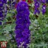 Delphinium Magic Fountains 'Dark Blue Dark Bee' -Garden Glory Sales delp dark