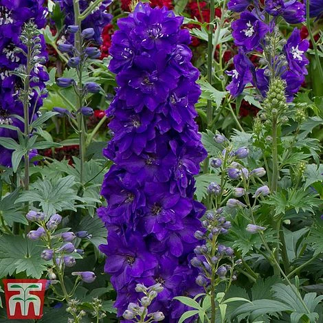Delphinium Magic Fountains 'Dark Blue Dark Bee' 3 Delphinium Magic Fountains 'Dark Blue Dark Bee'