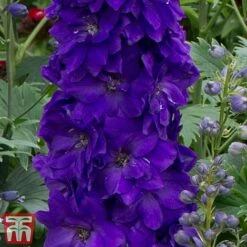 Delphinium Magic Fountains 'Dark Blue Dark Bee' 5 Delphinium Magic Fountains 'Dark Blue Dark Bee' -Garden Glory Sales delp dark2