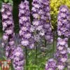 Delphinium 'Magic Fountains Lavender' -Garden Glory Sales delp purp 2