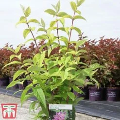 Deutzia X Hybrida 'Perle Rose' -Garden Glory Sales deut pere