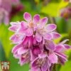 Deutzia X Hybrida 'Perle Rose' -Garden Glory Sales deut pere2
