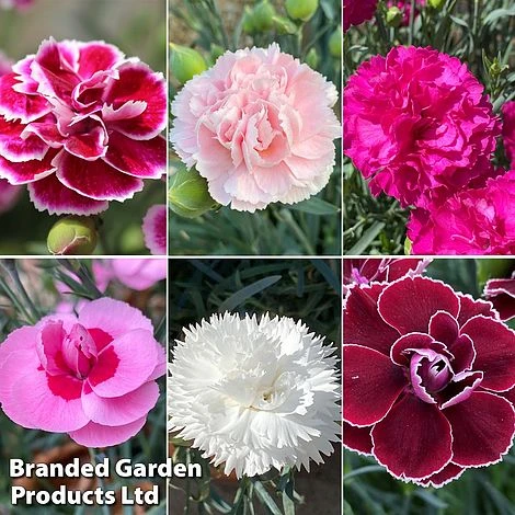 Dianthus 'Garden Pleasures Collection' 4 Dianthus 'Garden Pleasures Collection' - Image 2