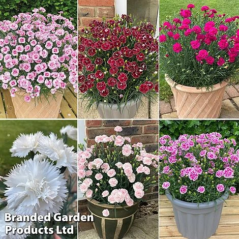 Dianthus 'Garden Pleasures Collection' 6 Dianthus 'Garden Pleasures Collection' - Image 4