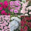 Dianthus 'Garden Pleasures Collection' -Garden Glory Sales dian coll3