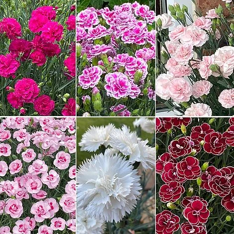 Dianthus 'Garden Pleasures Collection' 3 Dianthus 'Garden Pleasures Collection'