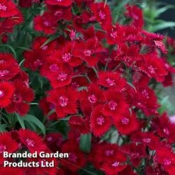 Perennial Pollinator Collection 13 Perennial Pollinator Collection -Garden Glory Sales dian rock