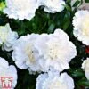 Dianthus 'Memories' (Scent First Series) -Garden Glory Sales dian12