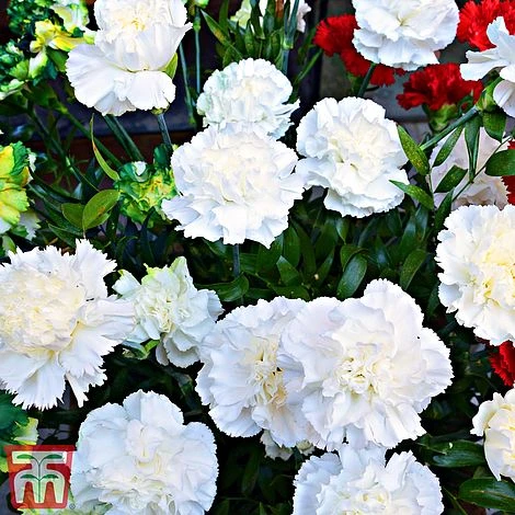 Dianthus 'Memories' (Scent First Series) 4 Dianthus 'Memories' (Scent First Series) - Image 2