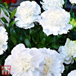 Dianthus 'Memories' (Scent First Series) 7 Dianthus 'Memories' (Scent First Series) -Garden Glory Sales dian31