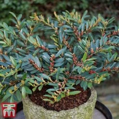 Distylium Myricoides 'Blue Cascade'