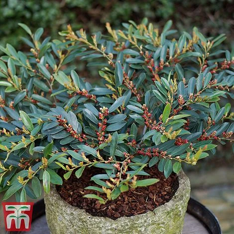 Distylium Myricoides 'Blue Cascade' 3 Distylium Myricoides 'Blue Cascade'