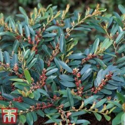 Distylium Myricoides 'Blue Cascade' 10 Distylium Myricoides 'Blue Cascade' -Garden Glory Sales distylium3