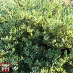 Distylium Myricoides 'Blue Cascade' 12 Distylium Myricoides 'Blue Cascade' -Garden Glory Sales distylium4