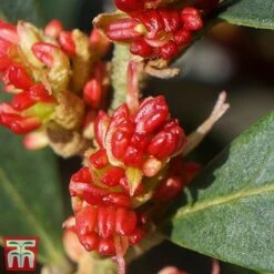 Distylium Myricoides 'Blue Cascade' 11 Distylium Myricoides 'Blue Cascade' -Garden Glory Sales distylium6