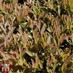 Distylium Myricoides 'Blue Cascade' 13 Distylium Myricoides 'Blue Cascade' -Garden Glory Sales distylium7