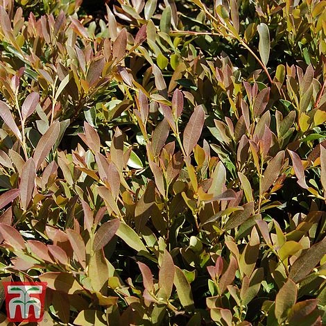 Distylium Myricoides 'Blue Cascade' 8 Distylium Myricoides 'Blue Cascade' - Image 6