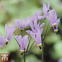 Dodecatheon Meadia -Garden Glory Sales dod3