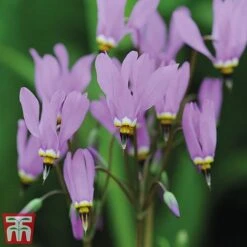 Dodecatheon Meadia -Garden Glory Sales dod7