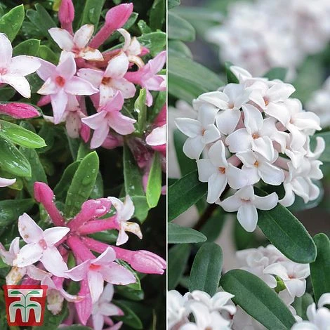 Daphne Fragrance Duo 3 Daphne Fragrance Duo