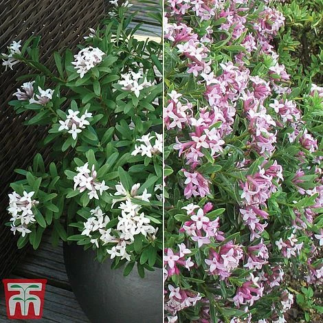 Daphne Fragrance Duo 4 Daphne Fragrance Duo - Image 2