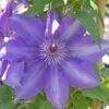 Clematis Edda™ Evipo074 -Garden Glory Sales edda