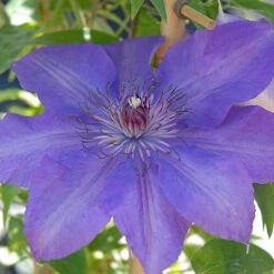 Clematis Edda&trade; Evipo074 -Garden Glory Sales edda2