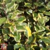 Elaeagnus X Ebbingei 'Viveleg' 2 Elaeagnus X Ebbingei 'Viveleg' -Garden Glory Sales eka viv
