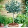 Eucalyptus Gunnii (Standard) -Garden Glory Sales euc gunn