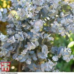 Eucalyptus Gunnii (Standard) -Garden Glory Sales euca gunn