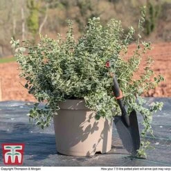 Euonymus Fortunei 'Emerald Gaiety' -Garden Glory Sales euon gai