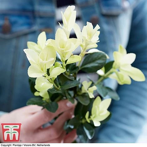 Euonymus Japonicus 'Himalaya' 4 Euonymus Japonicus 'Himalaya' - Image 2