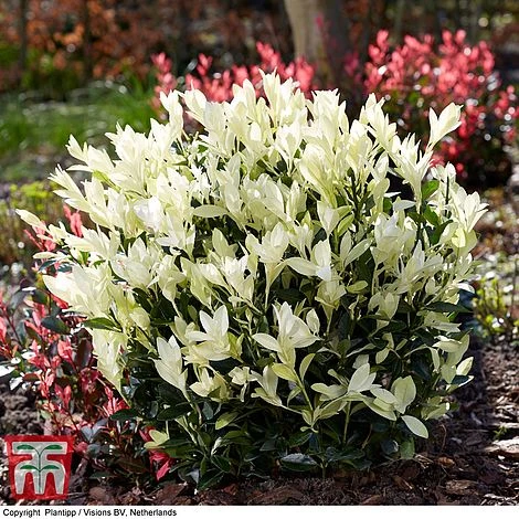 Euonymus Japonicus 'Himalaya' 3 Euonymus Japonicus 'Himalaya'