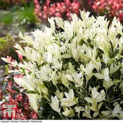 Euonymus Japonicus 'Himalaya' 12 Euonymus Japonicus 'Himalaya' -Garden Glory Sales euon hima3