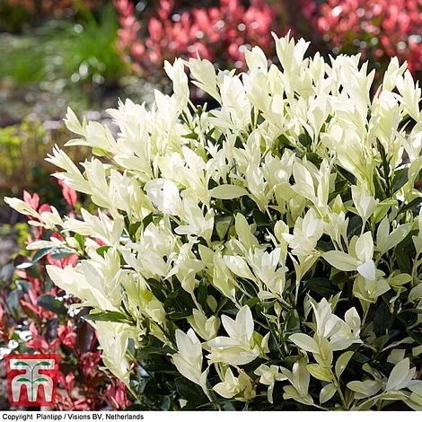 Euonymus Japonicus 'Himalaya' 5 Euonymus Japonicus 'Himalaya' - Image 3