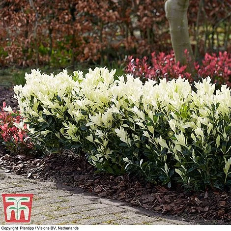 Euonymus Japonicus 'Himalaya' 6 Euonymus Japonicus 'Himalaya' - Image 4