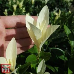 Euonymus Japonicus 'Himalaya' 14 Euonymus Japonicus 'Himalaya' -Garden Glory Sales euon hima5