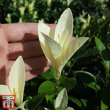 Euonymus Japonicus 'Himalaya' 7 Euonymus Japonicus 'Himalaya' - Image 5