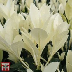 Euonymus Japonicus 'Himalaya' 15 Euonymus Japonicus 'Himalaya' -Garden Glory Sales euon hima6