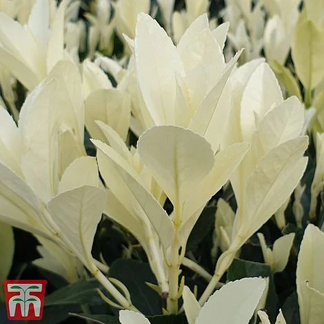 Euonymus Japonicus 'Himalaya' 8 Euonymus Japonicus 'Himalaya' - Image 6