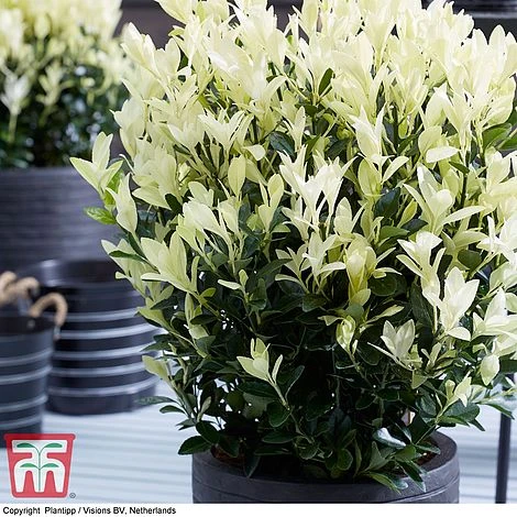 Euonymus Japonicus 'Himalaya' 9 Euonymus Japonicus 'Himalaya' - Image 7