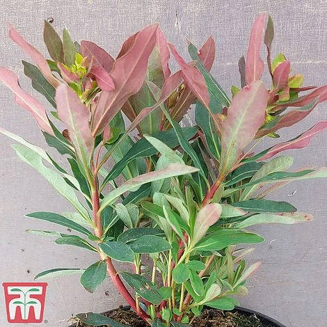 Euphorbia Amygdaloides 'Purpurea' 4 Euphorbia Amygdaloides 'Purpurea' - Image 2