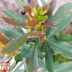 Euphorbia Amygdaloides 'Purpurea'