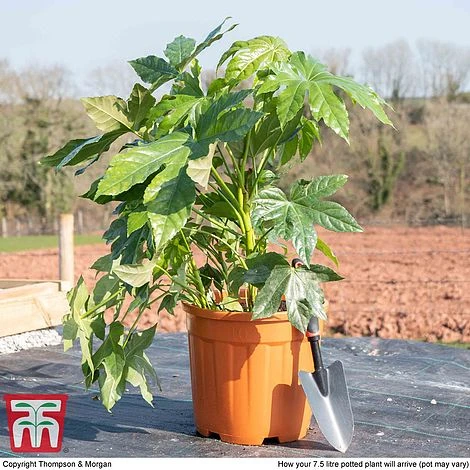 Fatsia Japonica 7 Fatsia Japonica - Image 5