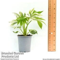 Fatsia Japonica 'Spiders Web' 23 Fatsia Japonica 'Spiders Web' -Garden Glory Sales fatsia1