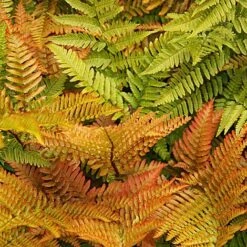 Fern Hardy Collection -Garden Glory Sales fern NOW1