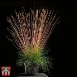 Festuca 'Sunrise' 15 Festuca 'Sunrise' -Garden Glory Sales fest sun3
