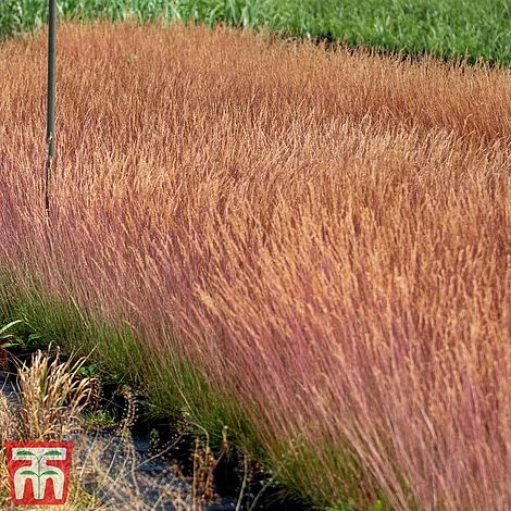 Festuca 'Sunrise' 8 Festuca 'Sunrise' - Image 6